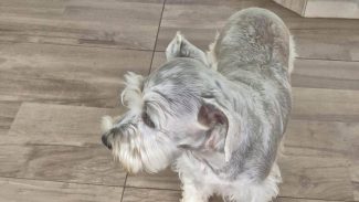 Imagem referente a Cachorro é encontrado no bairro Country