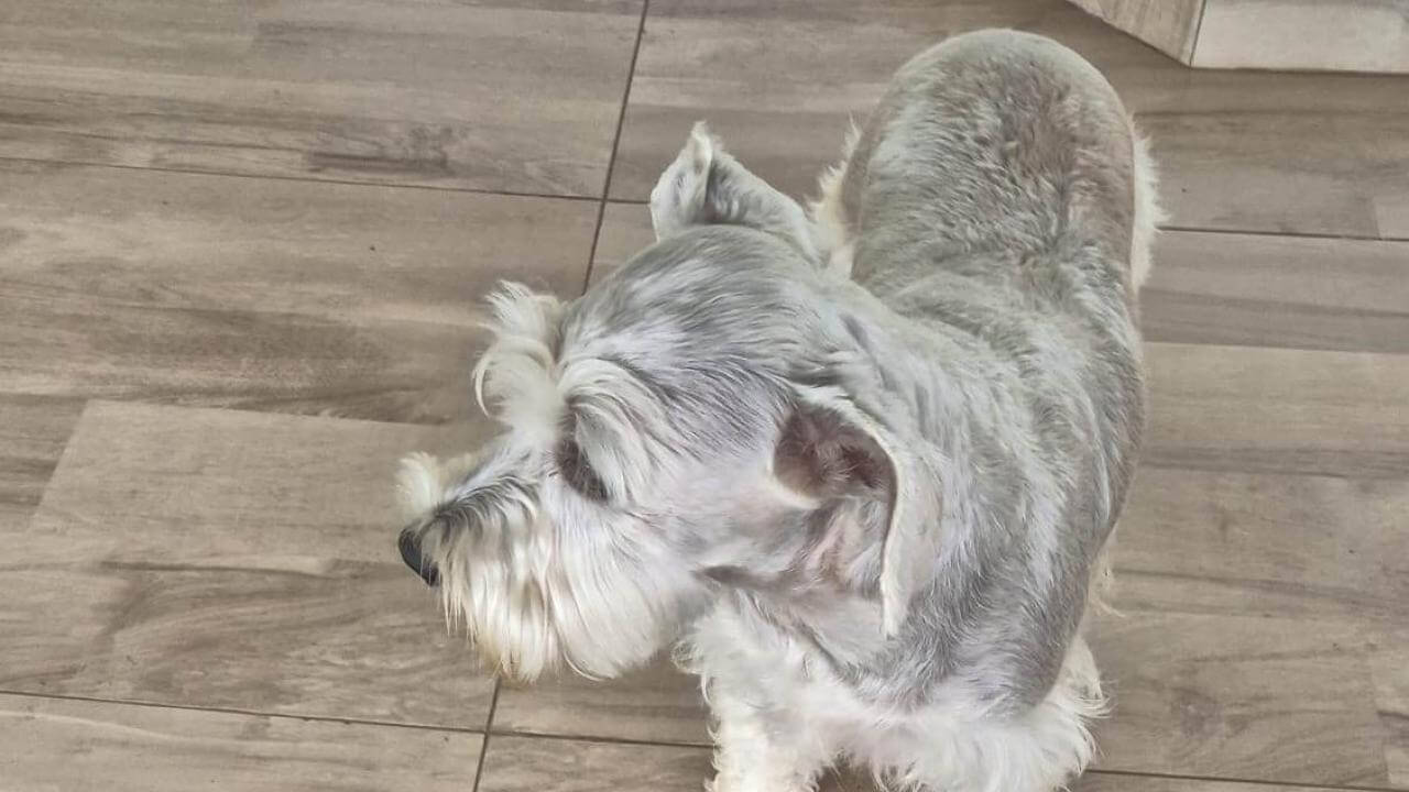 Cachorro é encontrado no bairro Country Cachorro é encontrado no bairro Country