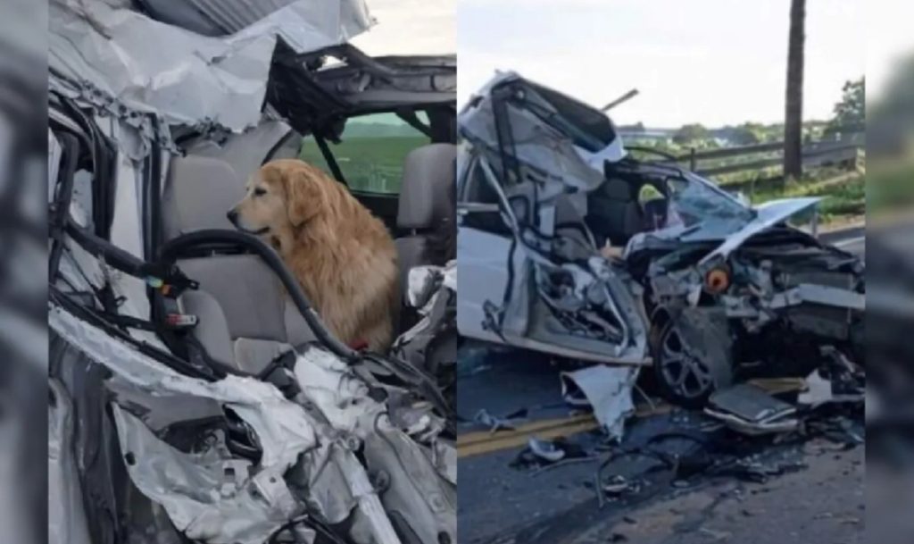 Golden retriever e tutora escapam ilesas após pancada destruidora entre carro e caminhão