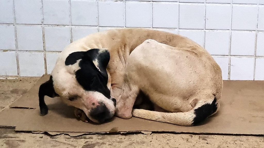 Diferente dos “clientes” habituais, doguinho vai parar na Delegacia Cidadã para fugir do frio