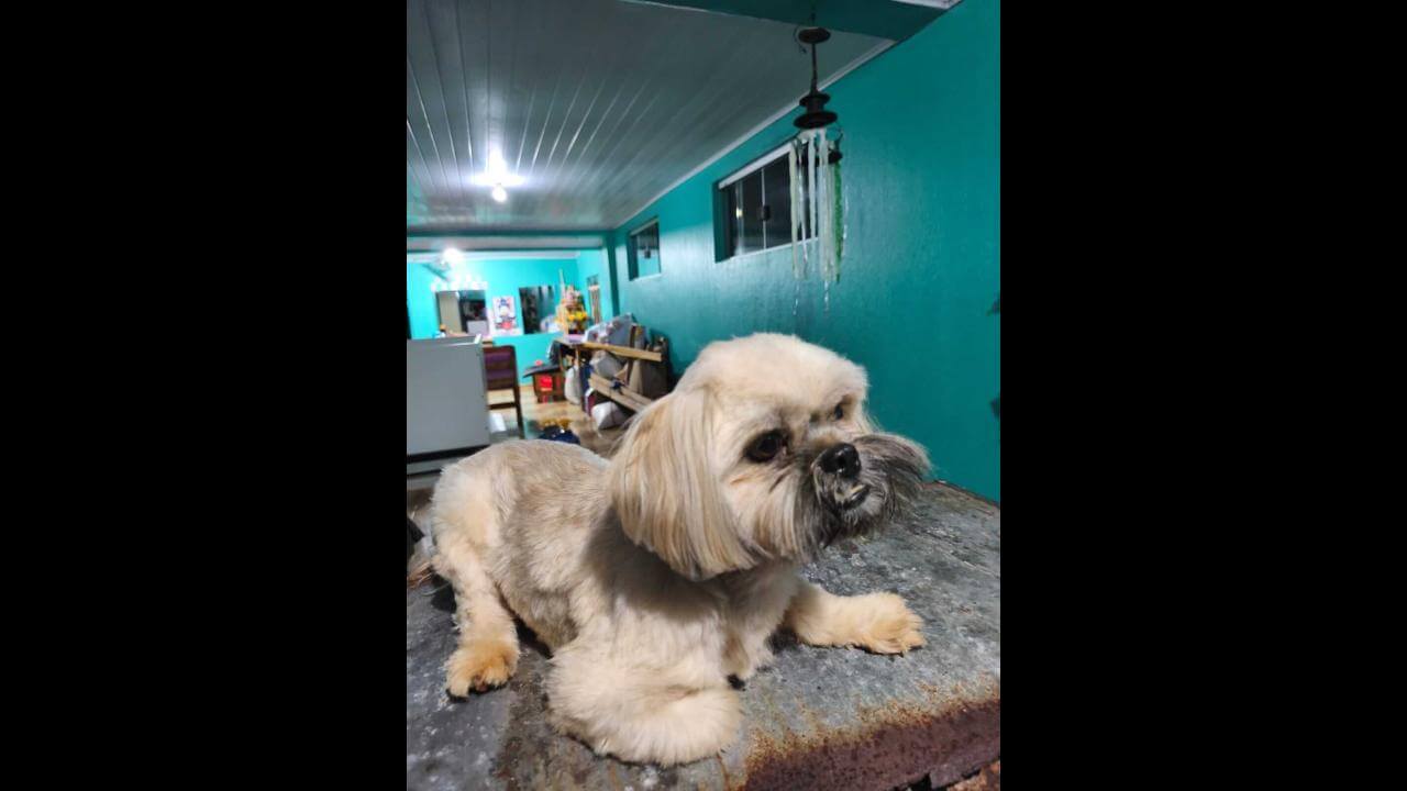 Cachorro Shitzu desapareceu no bairro Santa Felicidade