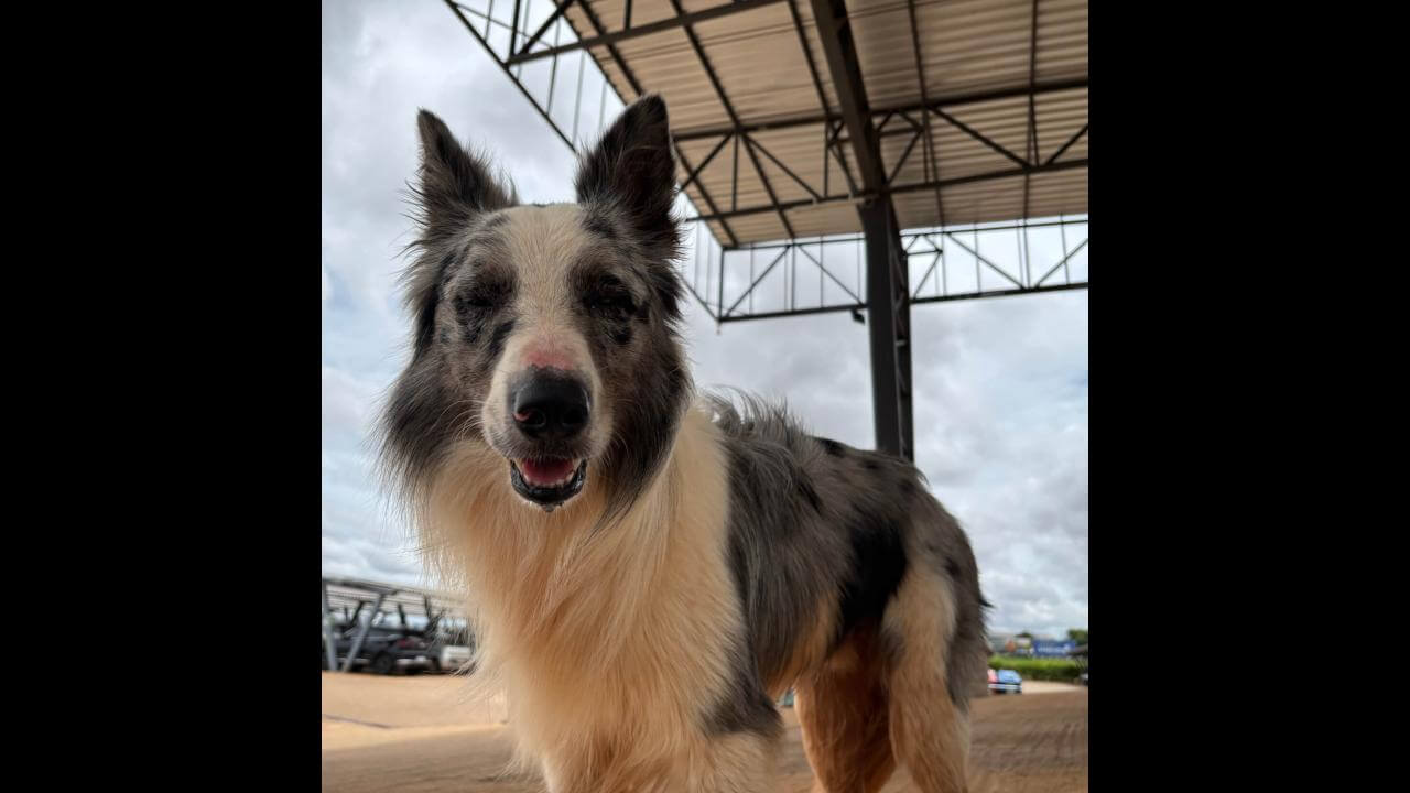 Cachorro é encontrado no bairro Santos Dumont