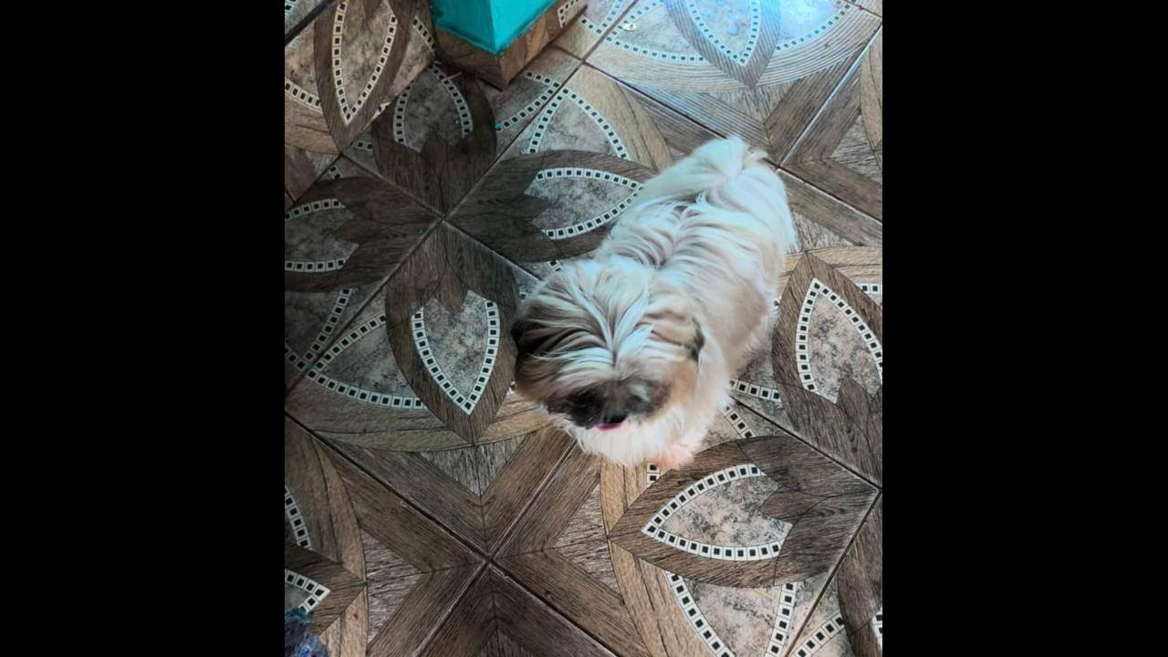 Cachorro Lupy desapareceu no bairro Santa Felicidade