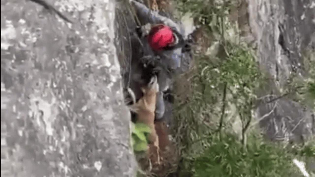 Bombeiros fazem rapel para resgatar "cão aventureiro" preso em pedreira