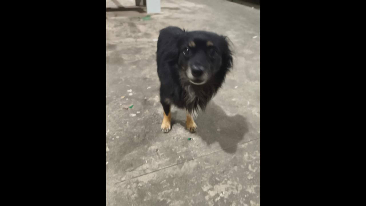 Cachorro é encontrado no bairro São Cristóvão