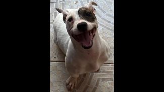 Imagem referente a Cachorra é encontrada no bairro Universitário