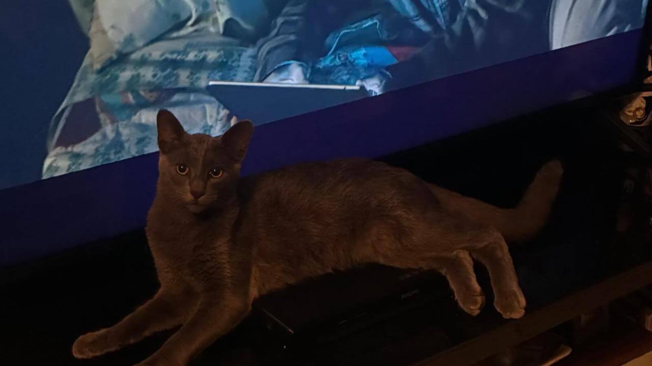 Gato Haiiro desapareceu no bairro São Cristóvão