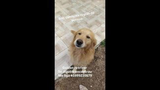 Imagem referente a Cachorro Bob desapareceu no bairro Cascavel Velho
