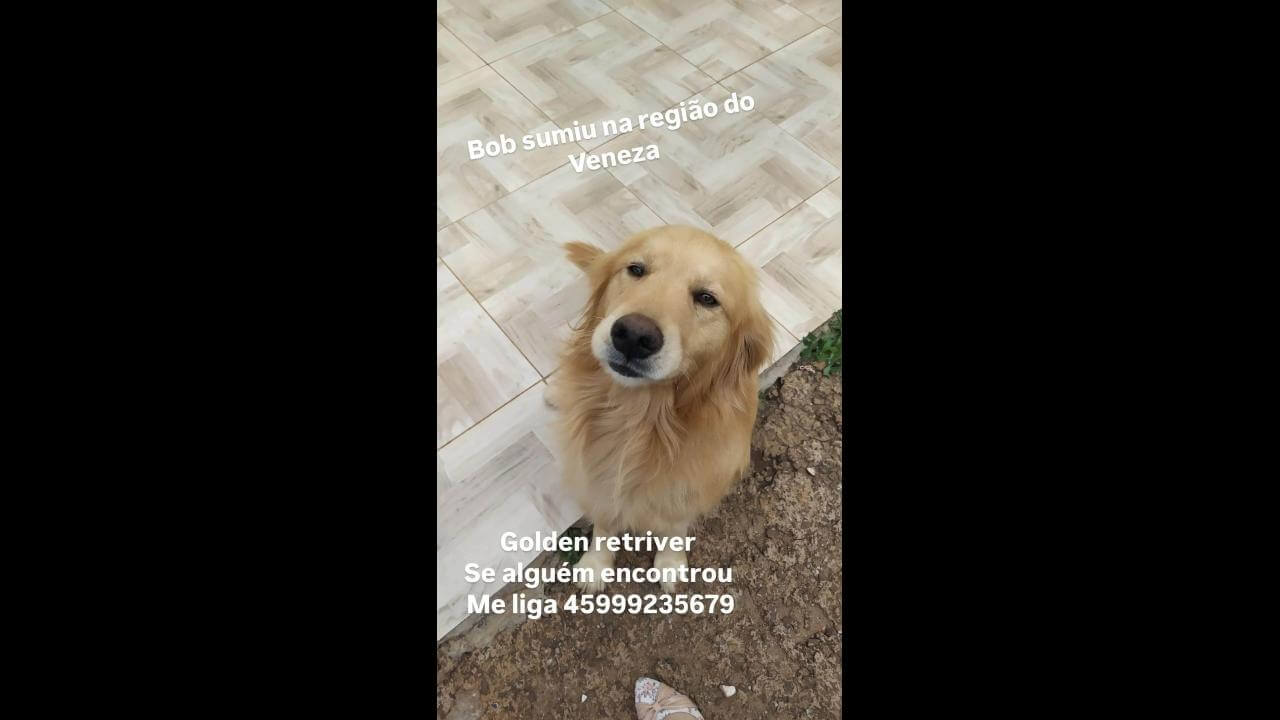 Cachorro Bob desapareceu no bairro Cascavel Velho