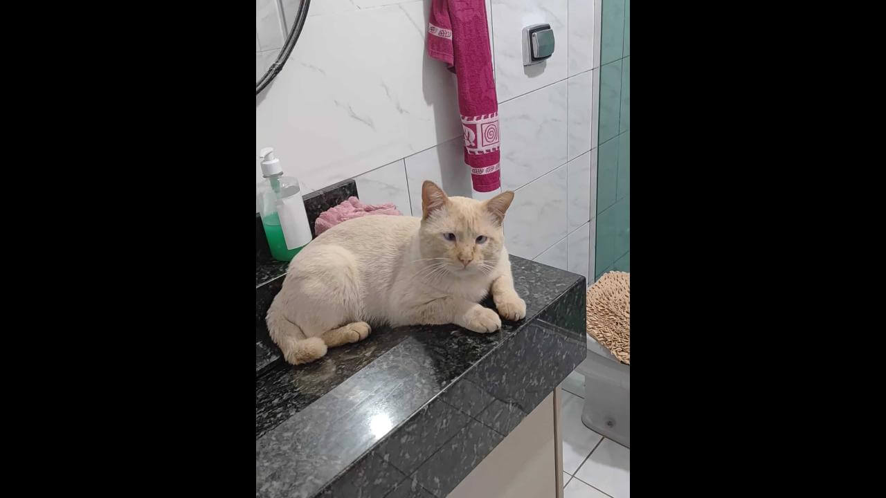 Gato Corel desapareceu no bairro Nova Cidade