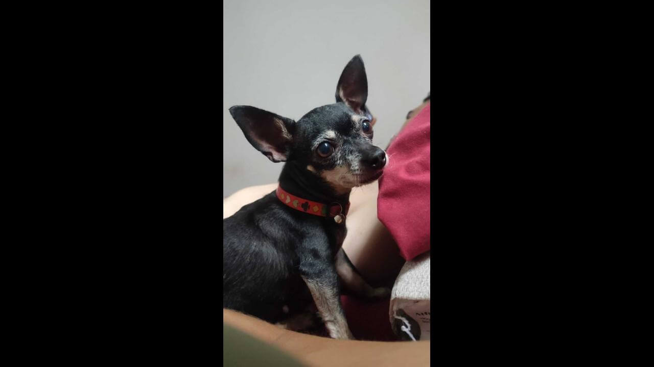 Cachorra Pretinha desapareceu no bairro São Cristóvão
