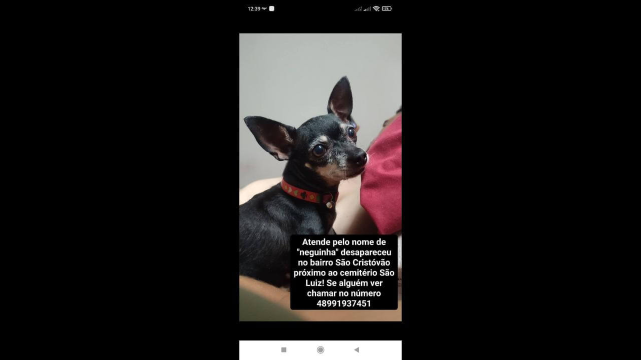 Cachorra Pretinha desapareceu no bairro São Cristóvão