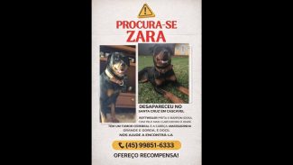 Imagem referente a Cachorra Zara desapareceu no bairro Alto Alegre