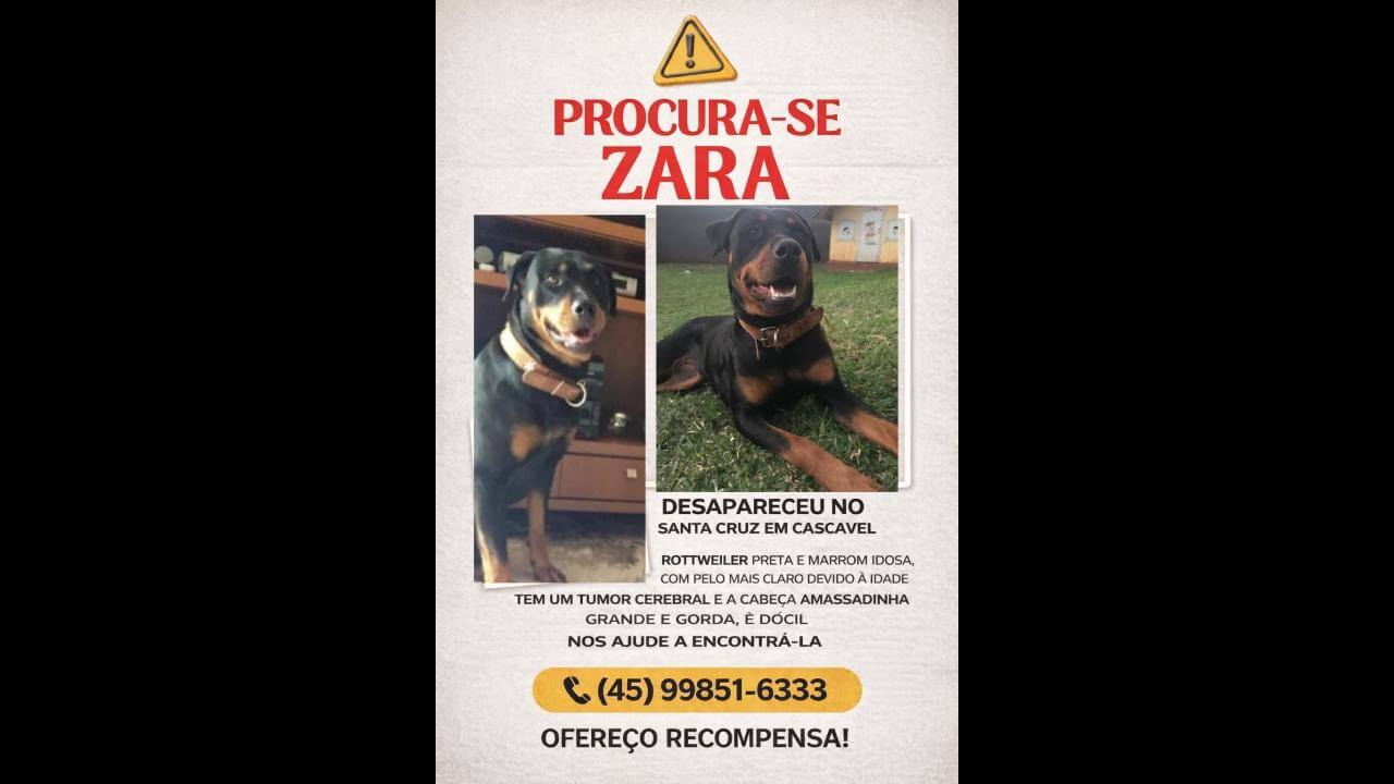 Cachorra Zara desapareceu no bairro Alto Alegre