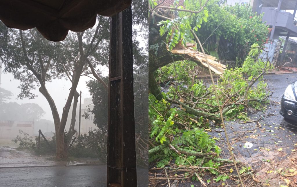 Chuva com rajadas de vento provoca queda de árvores em Foz do Iguaçu