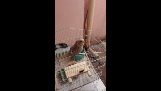 Imagem referente a Calopsita Pipoca desapareceu no bairro São Cristóvão