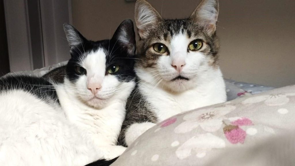 Dia Mundial do Gato celebra os donos oficiais da casa (e do coração)