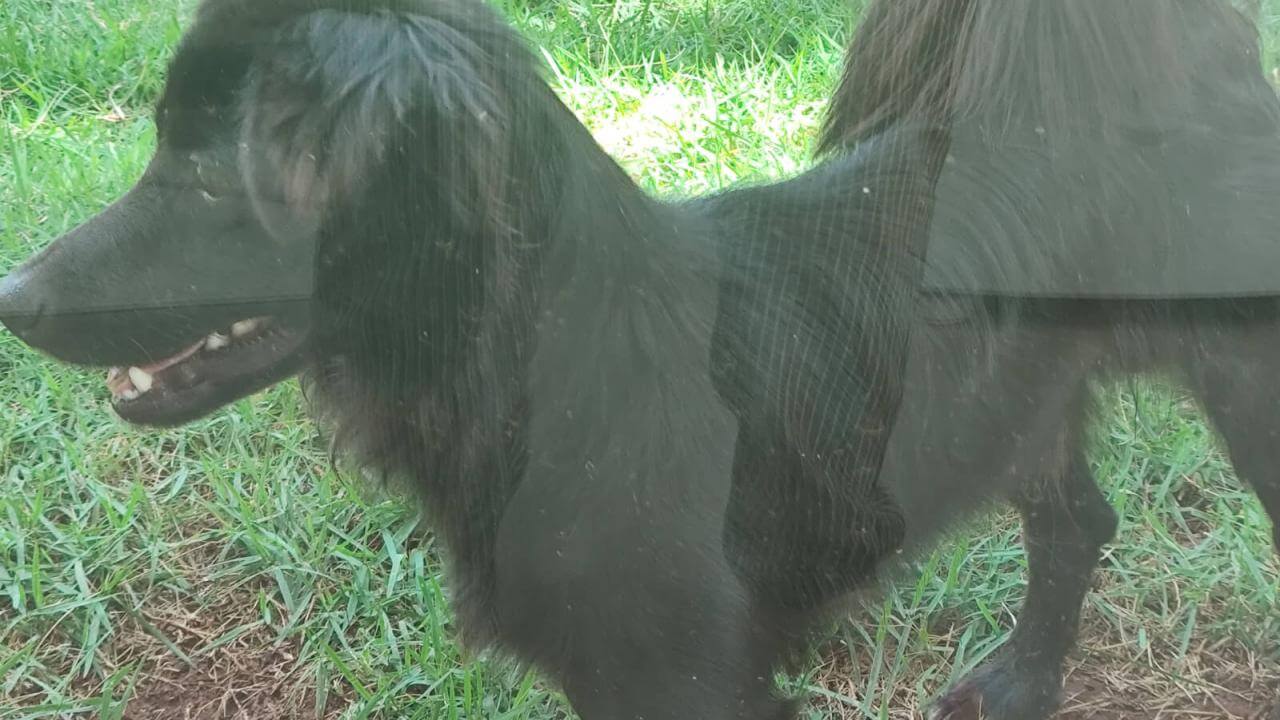Cachorro é encontrado no bairro Centro Cachorro é encontrado no bairro Centro