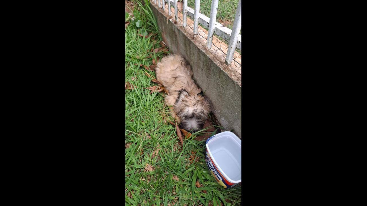 Cachorro é encontrado no bairro Neva Cachorro é encontrado no bairro Neva
