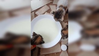 Imagem referente a Gatinhos para adoção no bairro Tarumã