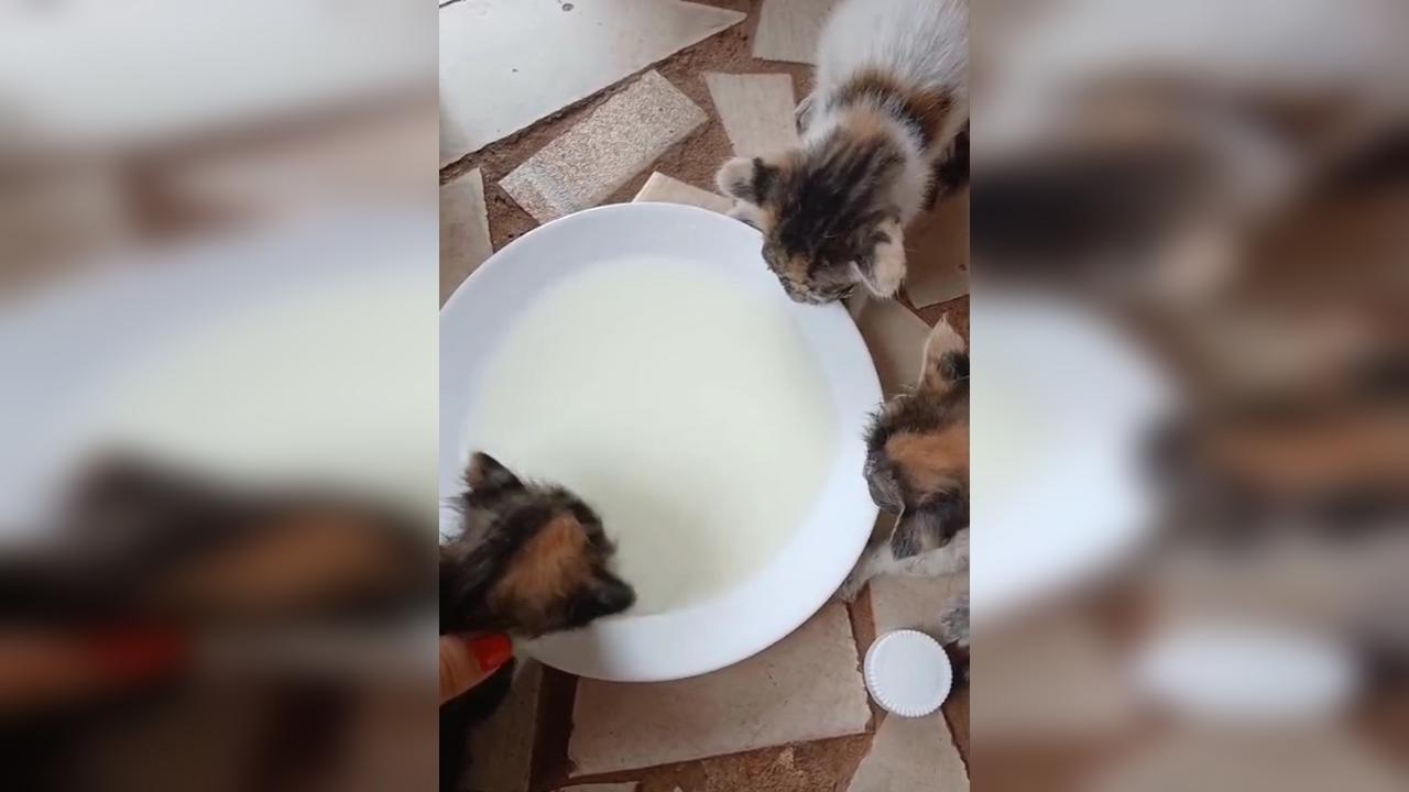 Gatinhos para adoção no bairro Tarumã Gatinhos para adoção no bairro Tarumã