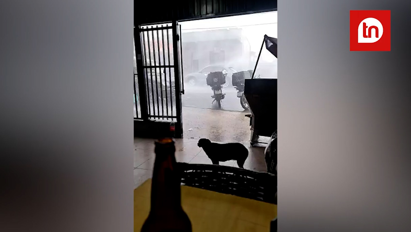Vídeos mostram temporal que derrubou árvores e deixou mil imóveis sem luz em Londrina