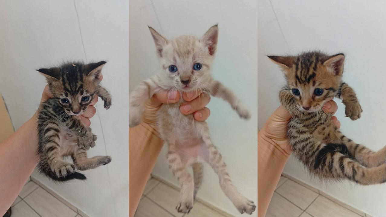 Filhotes de gato encontrados em forro de casa precisam de adoção urgente Filhotes de gato encontrados em forro de casa precisam de adoção urgente