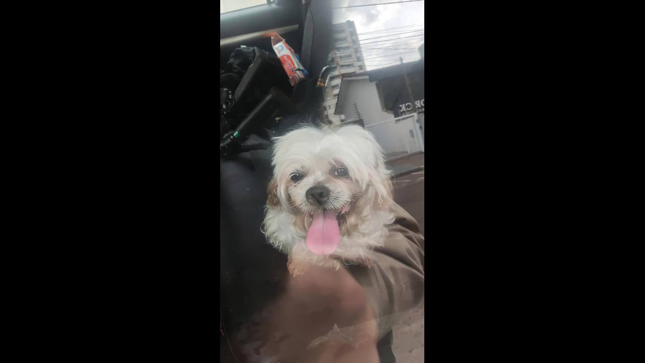 Cachorra é encontrada no bairro Centro Cachorra é encontrada no bairro Centro