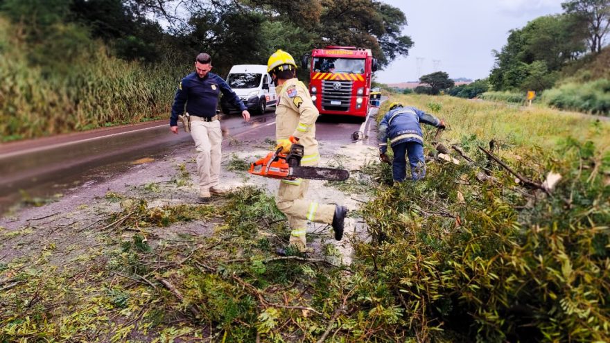 Galho de árvore cai sobre a pista na BR-163 em Cascavel