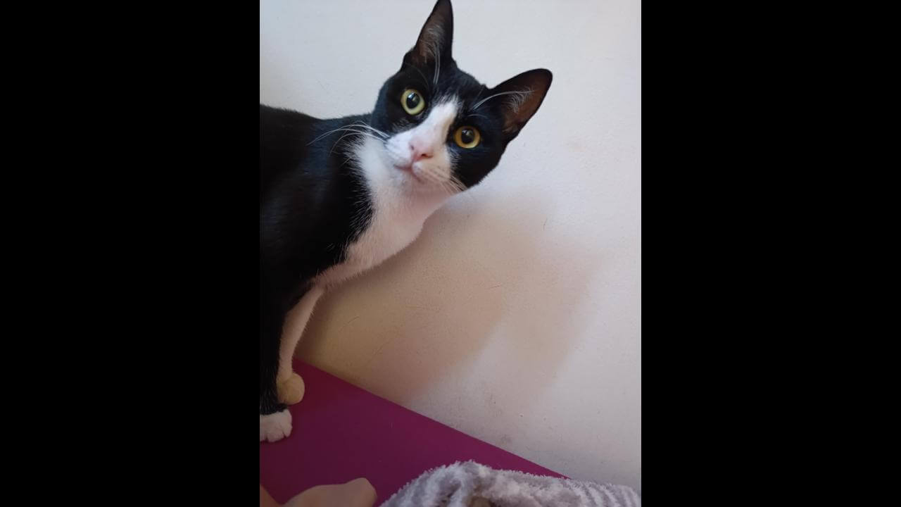 Gata Tiqui desapareceu no bairro Centro Gata Tiqui desapareceu no bairro Centro