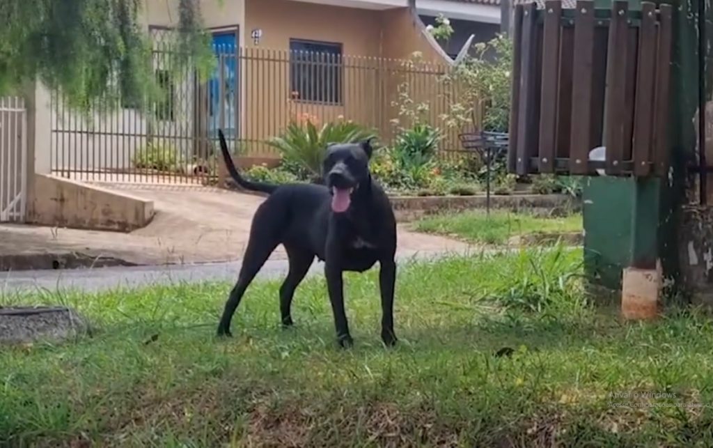 PM registra ‘omissão de cautela’ em caso de cães soltos que dilaceraram perna de homem em Cascavel