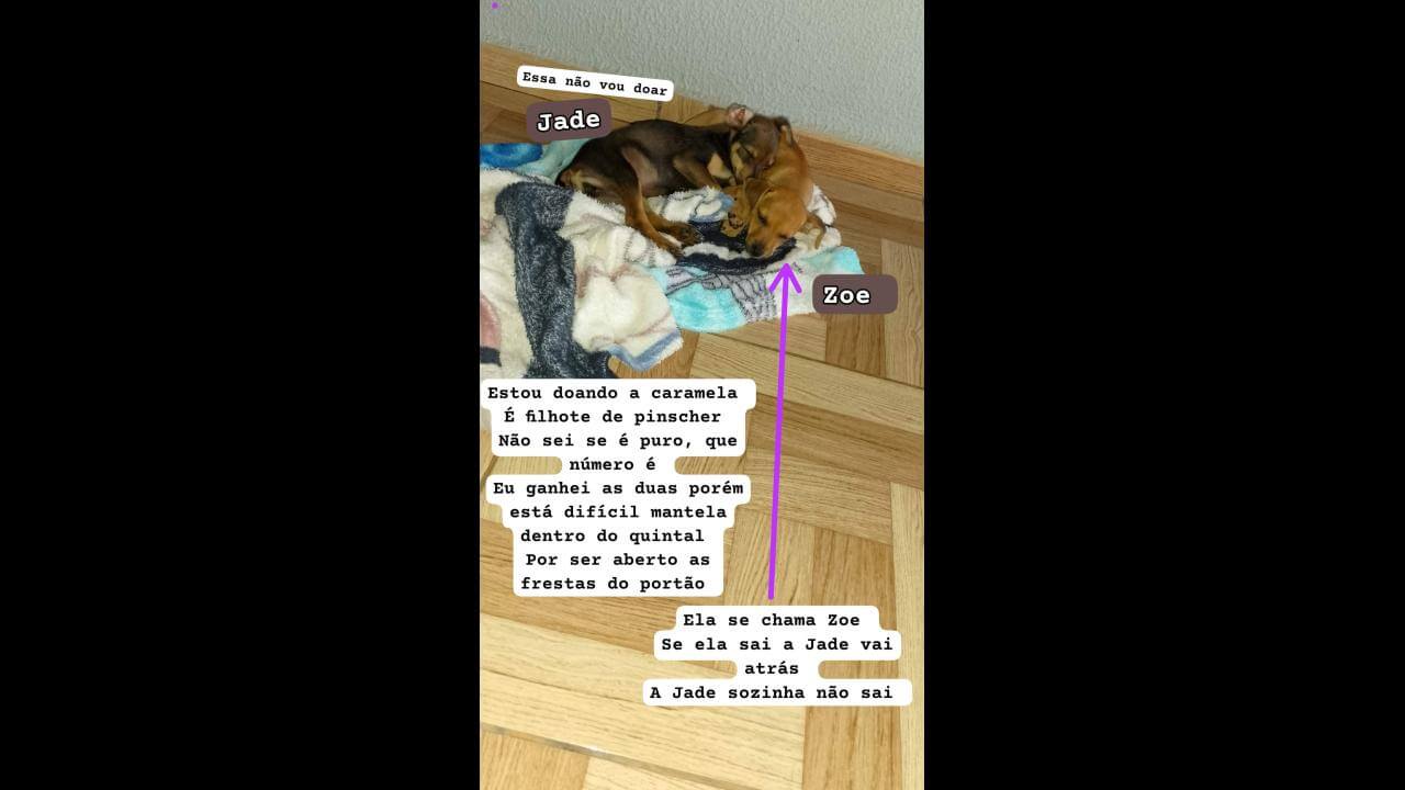 Cachorra encontrada no Bairro Tarumã Cachorra encontrada no Bairro Tarumã