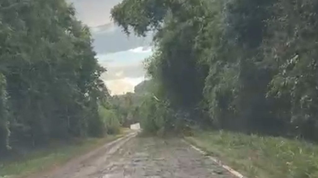 Internauta mostra rodovia encoberta por árvores após vendaval no Paraná