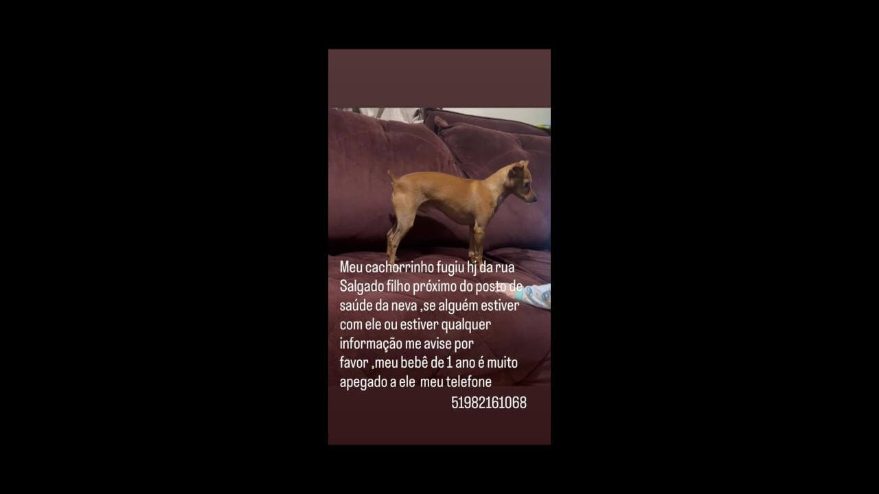 Cachorro Fred desapareceu no bairro Neva Cachorro Fred desapareceu no bairro Neva