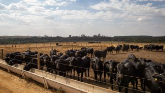 Prévia do PIB aponta crescimento de 2,5% da economia em 2025