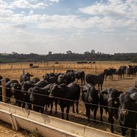 Imagem referente a Atividade econômica brasileira cresce 2,5% em 2025
