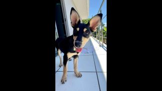 Cachorra é encontrada no bairro Centro Imagem referente a Cachorra é encontrada no bairro Centro