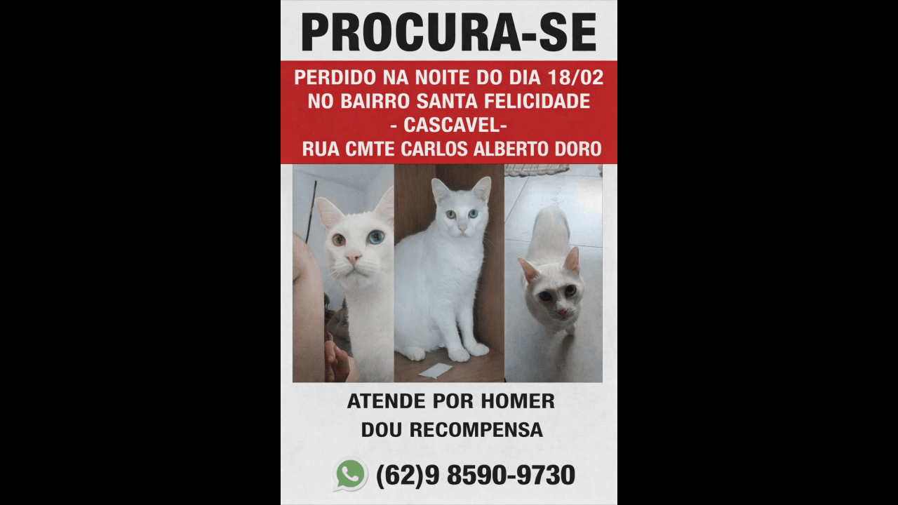 Gato Homer desapareceu no bairro Santa Felicidade Gato Homer desapareceu no bairro Santa Felicidade
