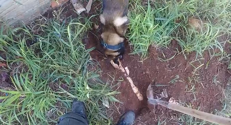 Suspeito joga drogas no ralo para fugir de apreensão mas cão farejador encontra entorpecente no cano de esgoto Suspeito joga drogas no ralo para fugir de apreensão mas cão farejador encontra entorpecente no cano de esgoto