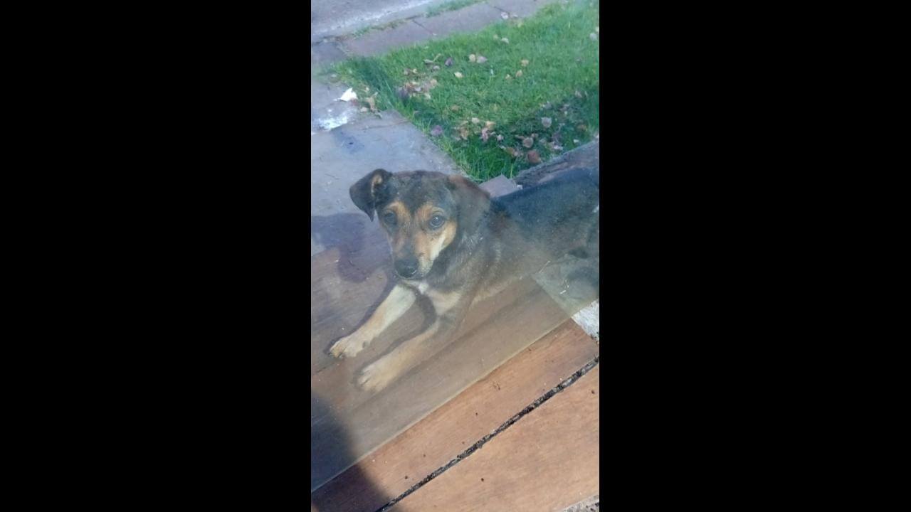 Cachorro é encontrado no bairro Cancelli