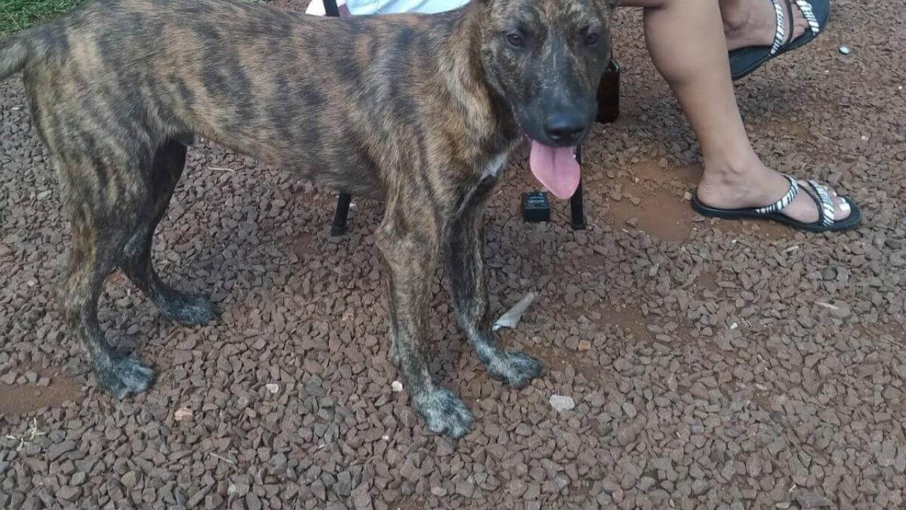 Cachorro Zeus desapareceu no bairro Esmeralda