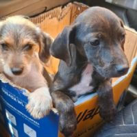 Cachorrinhas abandonadas em beira de rodovia de Cascavel precisam de socorro Imagem referente a Cachorrinhas abandonadas em beira de rodovia de Cascavel precisam de socorro