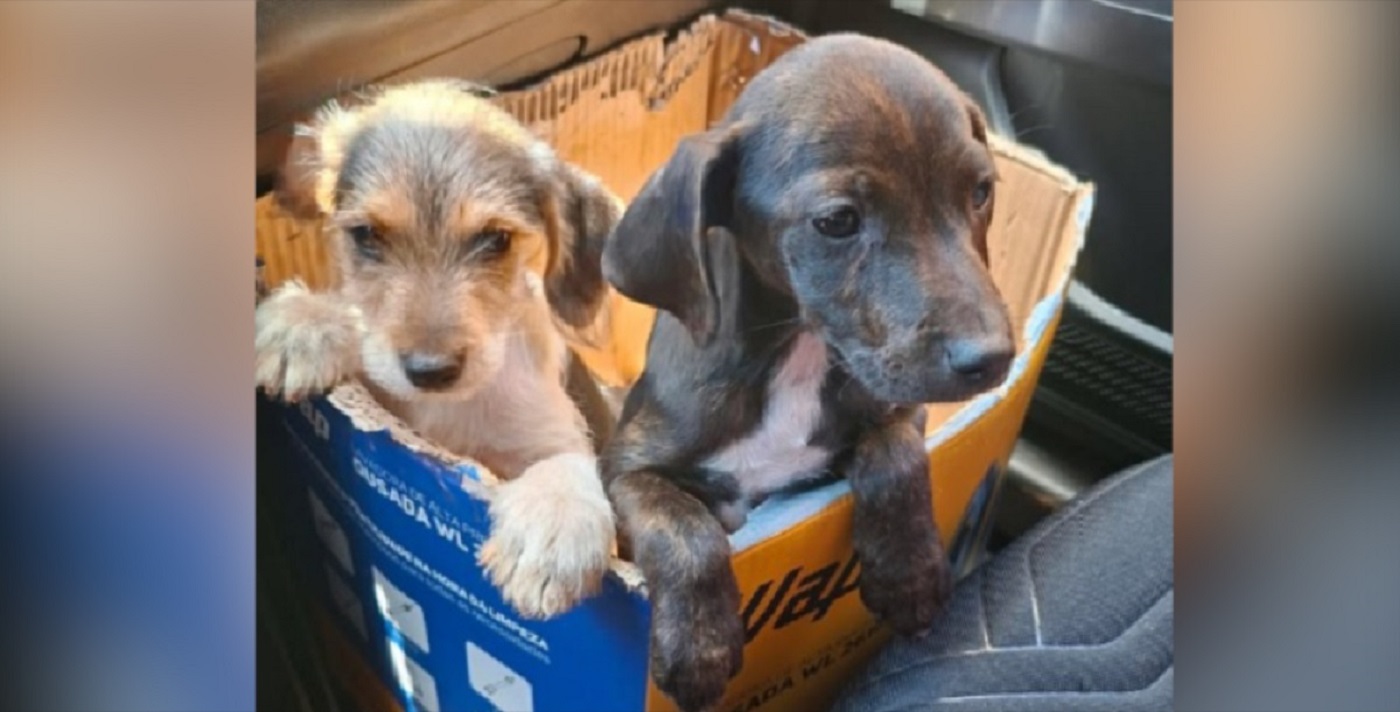 Cachorrinhas abandonadas em beira de rodovia de Cascavel precisam de socorro Imagem referente a Cachorrinhas abandonadas em beira de rodovia de Cascavel precisam de socorro