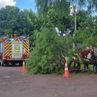 Galho de árvore cai e interdita metade da Rua João Ribeiro Pinheiro Imagem referente a Galho de árvore cai e interdita metade da Rua João Ribeiro Pinheiro
