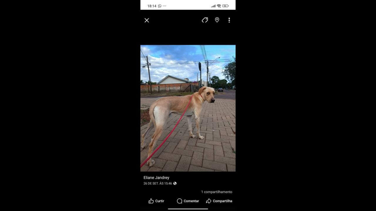 Cachorro Toddy desapareceu no bairro Alto Alegre