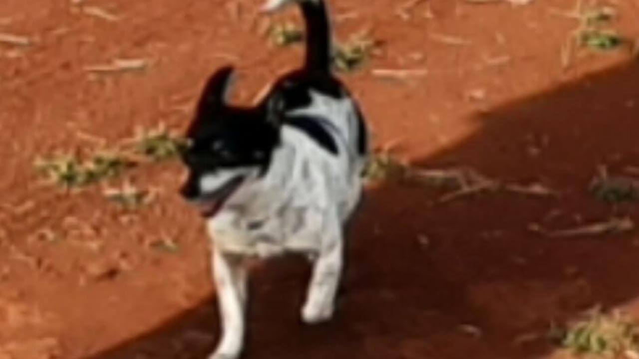 Cachorra Nina desapareceu no bairro Brasmadeira