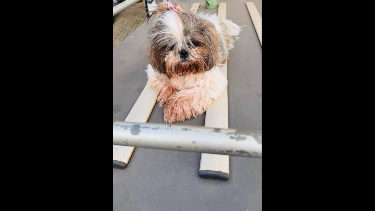 Cachorra é encontrada no bairro Santa Cruz