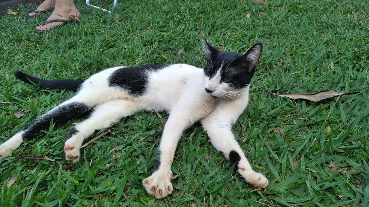 Gata PINK desapareceu no bairro Centro