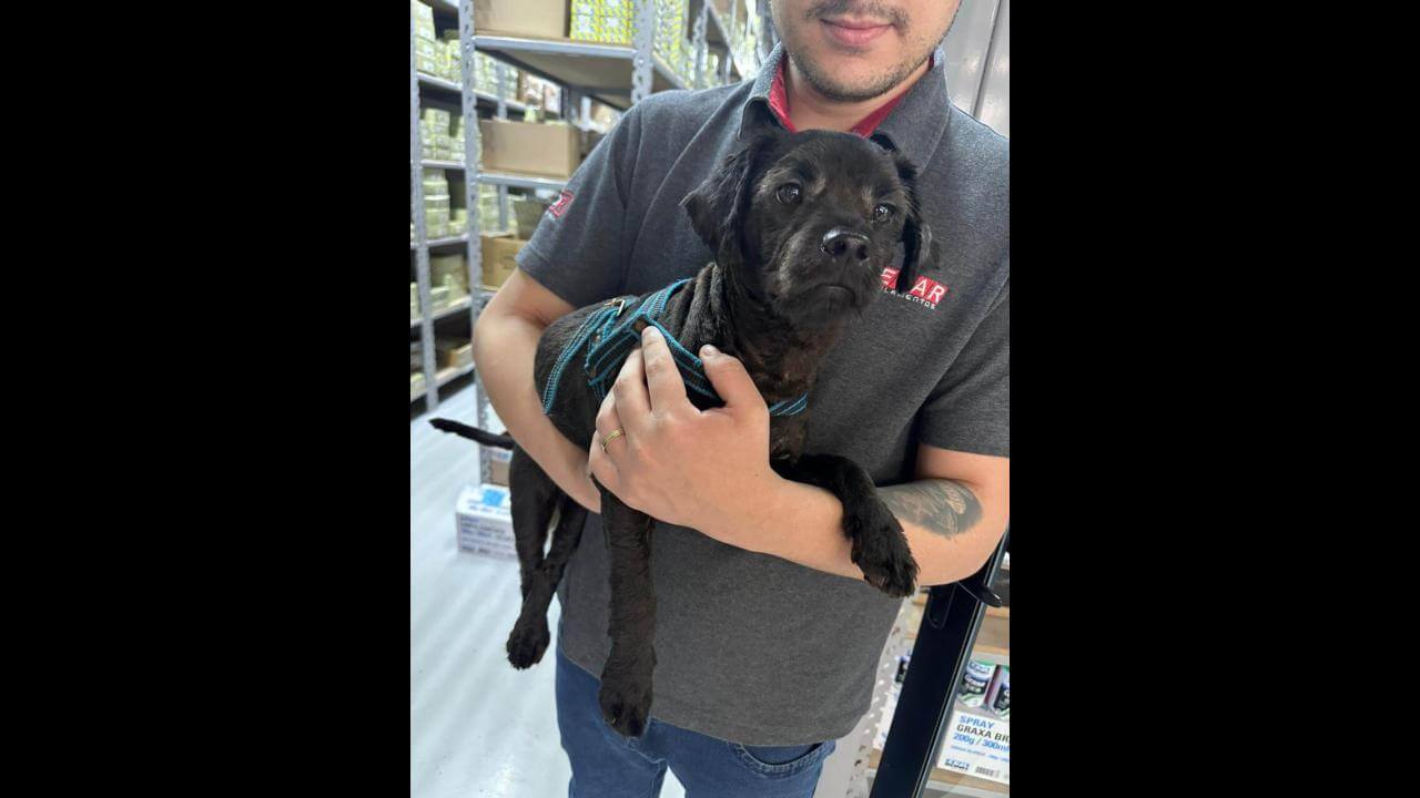 Cachorro é encontrado no bairro Região do Lago