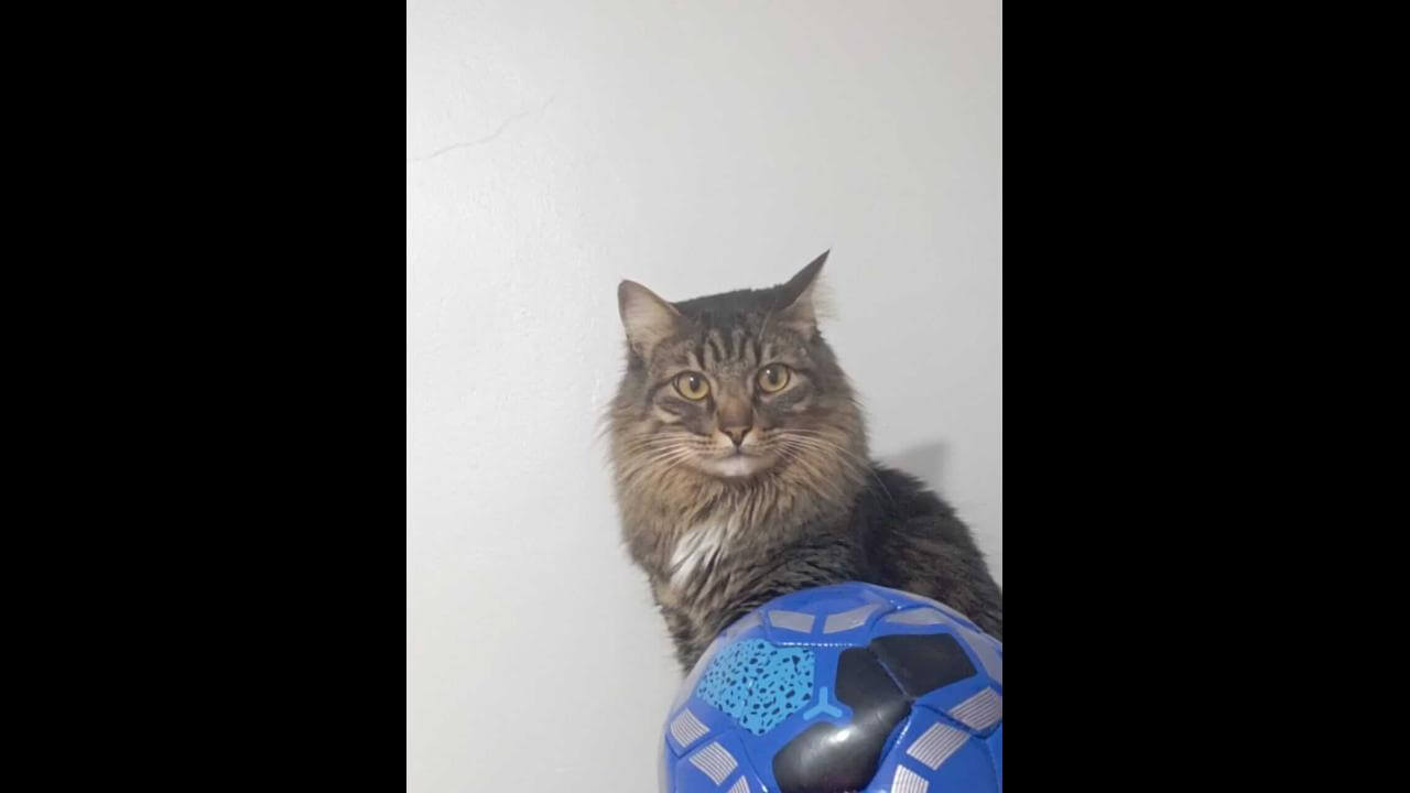 Gato Harry desapareceu no bairro Parque São Paulo